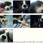 사례금50만원,코카스파니엘을 찾습니다!!!!!!!!!!!!!!!...