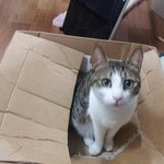 우리집 개냥이 <b>왕비</b>꼬비