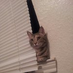 [사진유] 미쿡고양이 엔젤이를 소개합니다 *-_-*