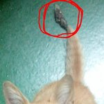 사진有/ 도움청함)이 고양이 목숨이 <b>위태</b>로울수 있나요?