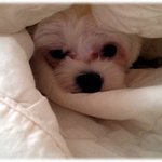 ★☆(사진유)말티즈 우리똘이 여친 구합니다.☆★