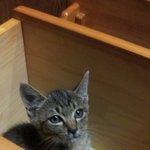 ★★★★고양이 주인을 찾아여~~★★★★★★★★★★