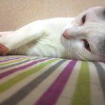 [냥판] <b>대두</b>김용배의 다양한 표정