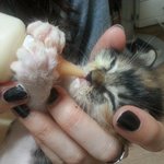 비오는 날 구조되어 케어중인 아갱이 ((후추군 참조출연)