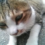 (추가)우진이는 우릴보고 야옹하지