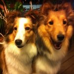 [사진있슘] 치노와<b>시나몬</b> 형  카푸의성장기1