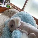 강아지 찾습니다.-진주시금산면 금호<b>저수지</b>근처