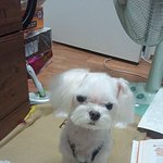 2일 오전 12~3시 사이에  <b>춘천시</b> 동산면 군자리 산 -177번지...