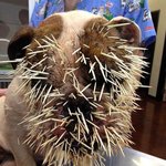 ㅋㅋㅋㅋㅋㅋㅋㅋㅋㅋㅋ<b>불독</b>vs고슴도치 ㅋㅋㅋㅋㅋㅋㅋㅋㅋㅋㅋㅋㅋㅋㅋㅋㅋㅋㅋㅋ