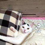 [냥판] <b>대두</b>김용배의 소소한일상들(과 걍사진)