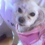 사진,동영상有)) 개귀여운게 뭔지 보여주는 로또!! ※스압주의※