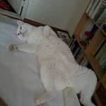 [냥이] "나 한가해요" 의 <b>진수</b>