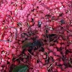 <b>세척</b>오미자라는데 상태가ㅠㅠㅠ