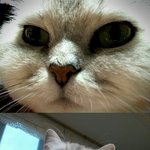 ○● 2 탄 ●○  개할멈 ,냥이엄마, 젖소손자 ♥