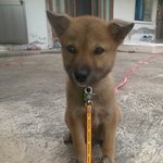 <b>암컷</b>진돗개를 키우는 경상도남자의 이야기.