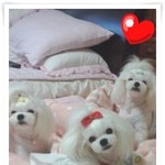 ♥ 9탄 ♥ 솜이와 <b>아가</b>들 [동영상]