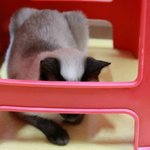 바부바부 순둥이 예삐입니다.