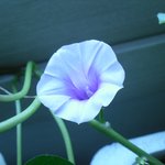 "백년만에 피는 고구마꽃"이 저희집 베란다에 !!!