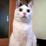 [냥판] <b>대두</b>김용배의 제목을못짓겠다쉬먀