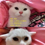 ★냥판★ 권투하는 고양이!!!!! (동영상有)