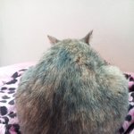 [김괭] 김고양이 열일곱번째