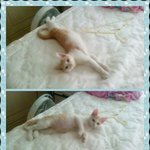 고양이<b>분양</b>합니다ㅠㅠ<b>책임</b>끝까지 지실분만요..!(부산이면매우좋아요!)