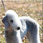 베들링턴테리어. 우리멍맹이 소개합니다!