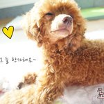 [개판]저는 <b>햇빛</b>을 좋아하는 초롱이에요 (+ 가슴애틋한사진있음)