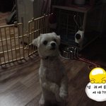 5살 먹보 <b>몽실이</b>를 소개합니다~