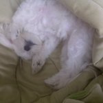 우리집 <b>백설</b>의 변신은 유죄? 무죄??