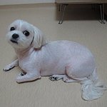 ☆☆(<b>사진</b> 有)여러분 <b>저</b>랑 저희 강아지좀 도와주세요☆☆