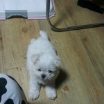 우리 <b>챠</b>챠의 육아일기~~ ①