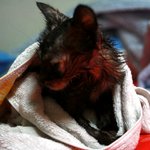 [냥판]  첫만남...