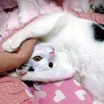 [냥판]<b>대두</b>김용배의 여심을 흔드는 방법