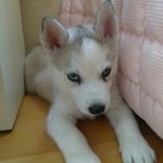 짱구눈썹 시베리안 허스키 <b>자몽</b>이를 소개 합니다~~