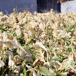 [펌]구미 불산 가스 사고 위험해요!!!  계엄령이 필요합니다!...