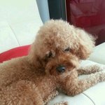 광주 <b>수완</b>지구에서 잃어버린 갈색푸들을 찾습니다!!!!!!!!
