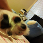 2탄]아메 ♥♥♥훈견 볼트와 레옹♥♥♥♥♥♥♥