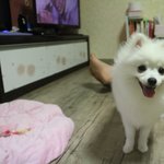 강아지와 고양이 세자매♥