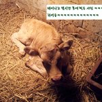 2번이나 송아지 잃고 외양간 고친 우리집ㅋㅋㅋㅋㅋ