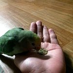 @[남들은 개판 나는 새판] 급한 마무리 뿌요 2탄@