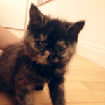 찌그러진 가필드 고양이 째즈와 탱고