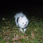 [강아지사랑] 우리집 막내 행복이~ <3>