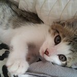 ♣4탄♣(냥판!)팜므파탈 <b>민트</b> 사진대방출! 드뎌돌아왔음돵!!!!...