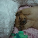 까칠한 포피츠(<b>포</b><b>메</b>라이언+스피츠)!!!!! 김금동의 무한한 매력...