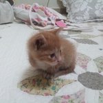 아기고양이를 길거리캐스팅했습니다.