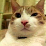 [냥판]삼남묘일상. 뚱묘와 아이들. 루비소개해용2