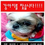 광진구 군자역 쪽 강아지를 찾습니다.ㅠㅠ시체라도 찾고싶어요