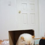 올드보이?? 올드캣?? 이당당.