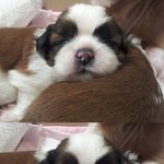 ◀개판▶ 남양주 미니<b>시추</b> 둥이! 새가족을 찾아요~♥